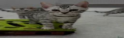 Bengal cats for sale: Bengal kittens - Advert 6