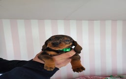 Dachshund dogs for sale: Adorable miniature dachshunds - Image 14