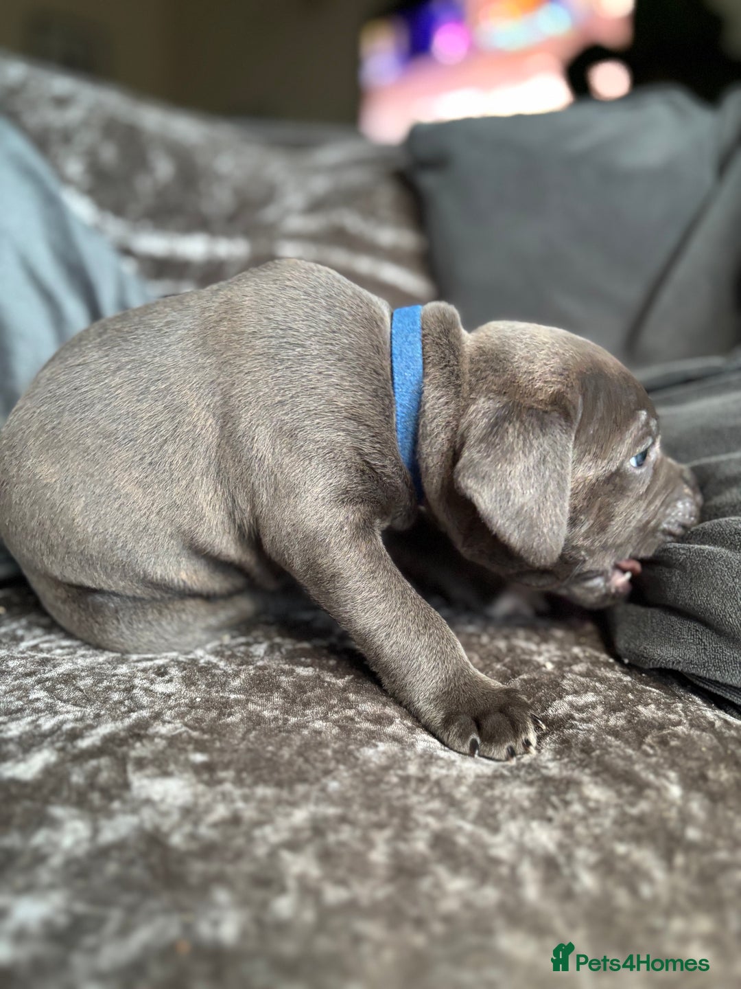Staffordshire Bull Terrier dogs for sale: Quality Blue Health Tested  - Advert 18