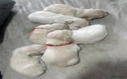Bichon Frise dogs for sale: Beautiful Puppies Looking for Their Forever Homes! - Image 8