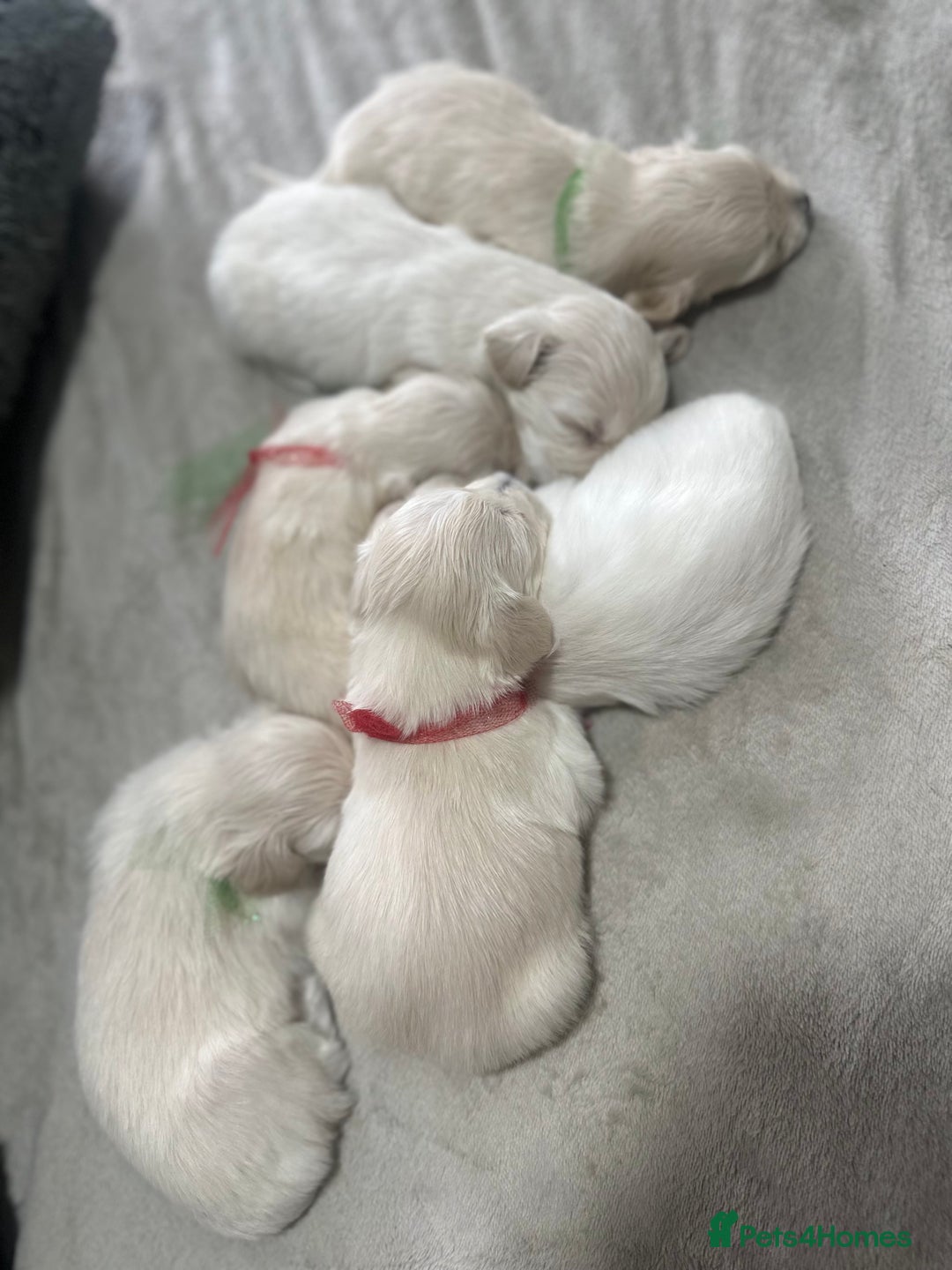 Bichon Frise dogs for sale: Beautiful Puppies Looking for Their Forever Homes! - Image 8