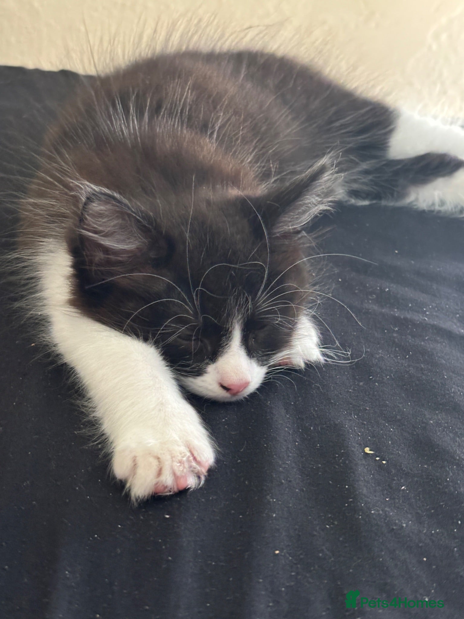 Mixed Breed cats need a loving new home ASAP - Advert 5