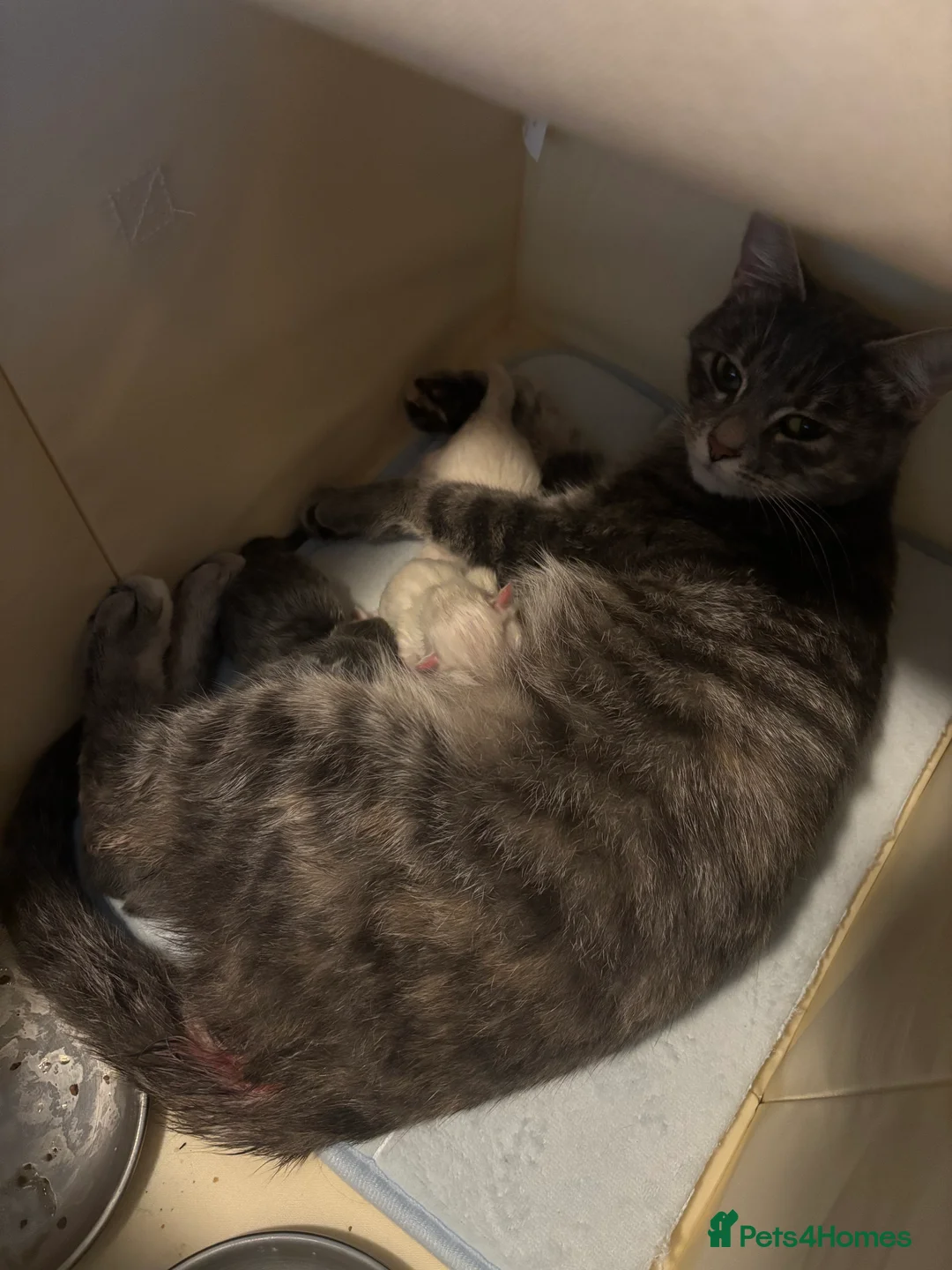 Ragdoll cats for sale: 4 bundles of Ragdoll x joy - Advert 9