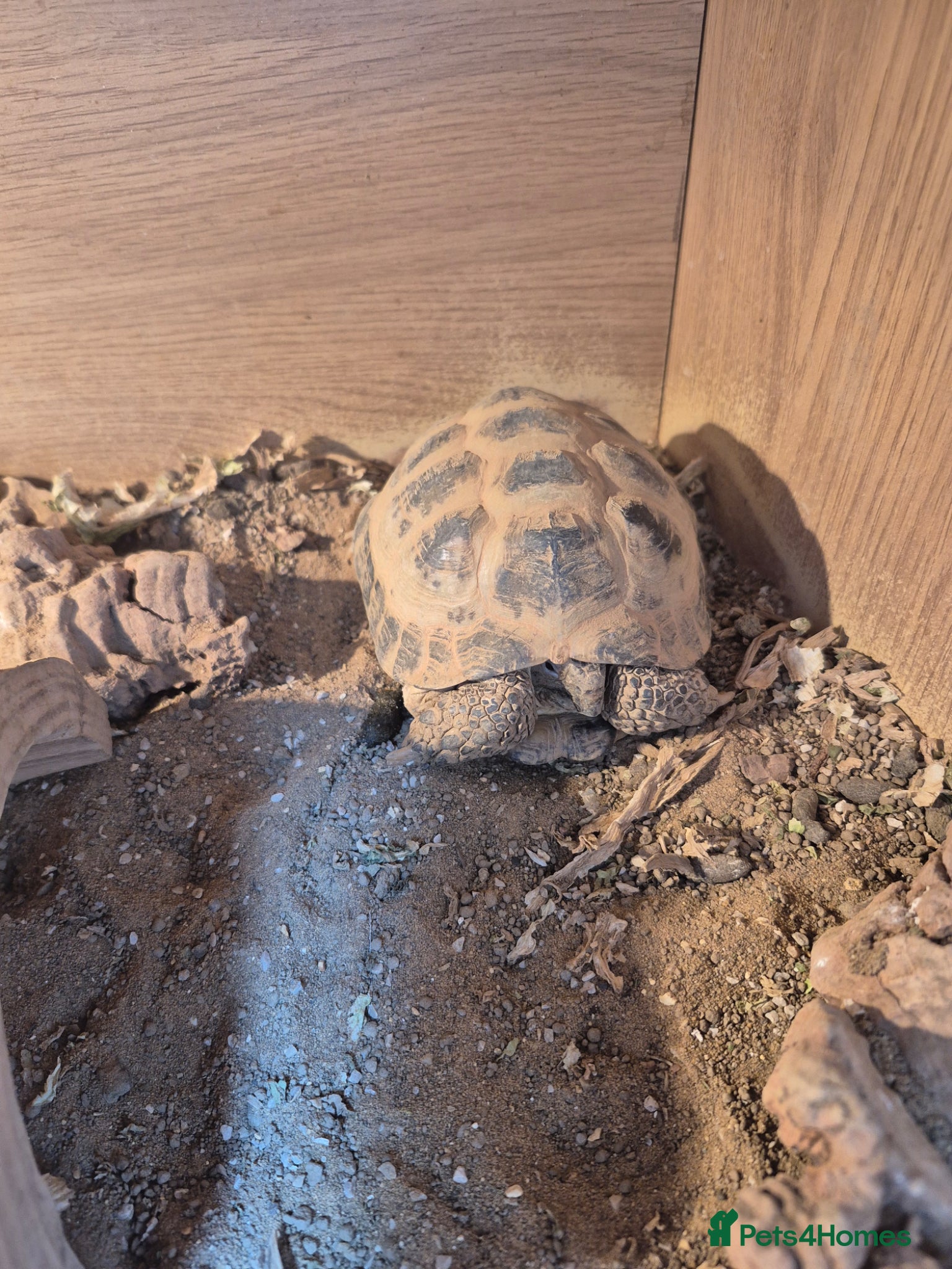Tortoise reptiles Two Horsefield Tortoises  - Advert 1
