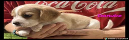 Beaglier dogs for sale: Beautiful Beaglier Bundles 🌸 - Advert 3
