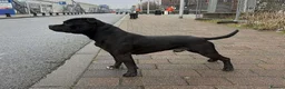 Staffordshire Bull Terrier dogs for sale: KC staffy pups  in Bridgend - Advert 3