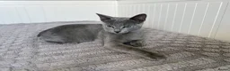 Russian Blue cats for sale: Russian Blue Boy - Advert 5