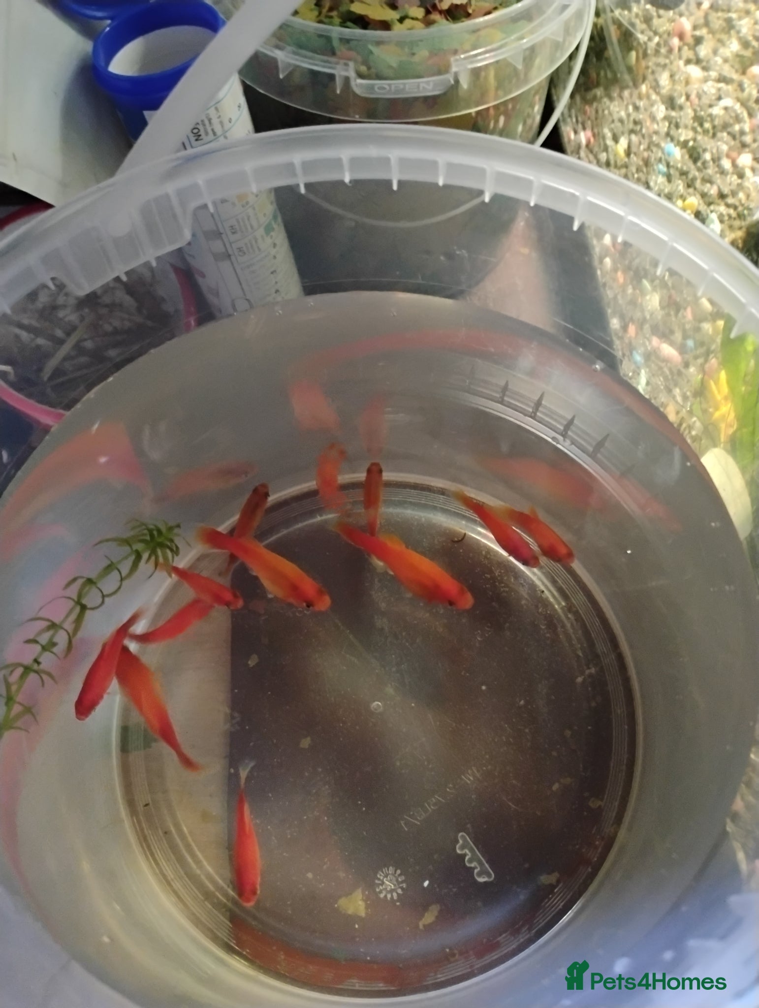 Mollies fish Mollies/a few platys maybe - Advert 5