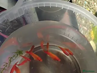 Mollies fish Mollies/a few platys maybe - Advert 5