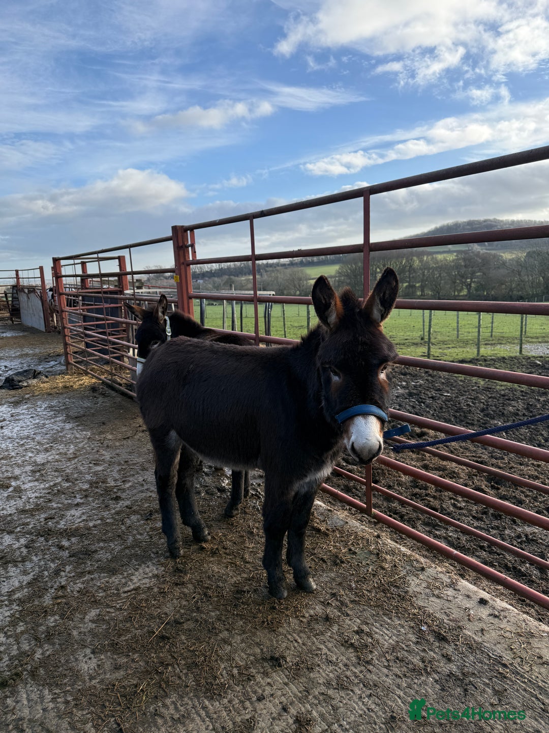 Donkey livestock for sale: Two donkey brothers!  - Advert 4