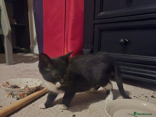 Mixed Breed cats Black and white kitten - Advert 1