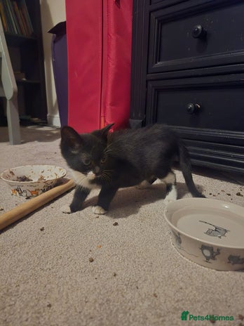 Mixed Breed cats Black and white kitten - Advert 4