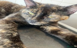 Domestic Shorthair cats for sale: Beautiful kittens - Image 8