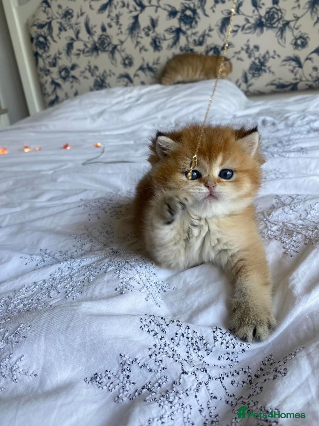 British Shorthair cats for sale: 🔥Champion Line Golden British Shorthair Kittens🔥 - Image 8