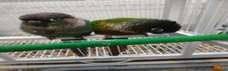 Conures birds for sale: pr conures in Market Harborough - Advert 3