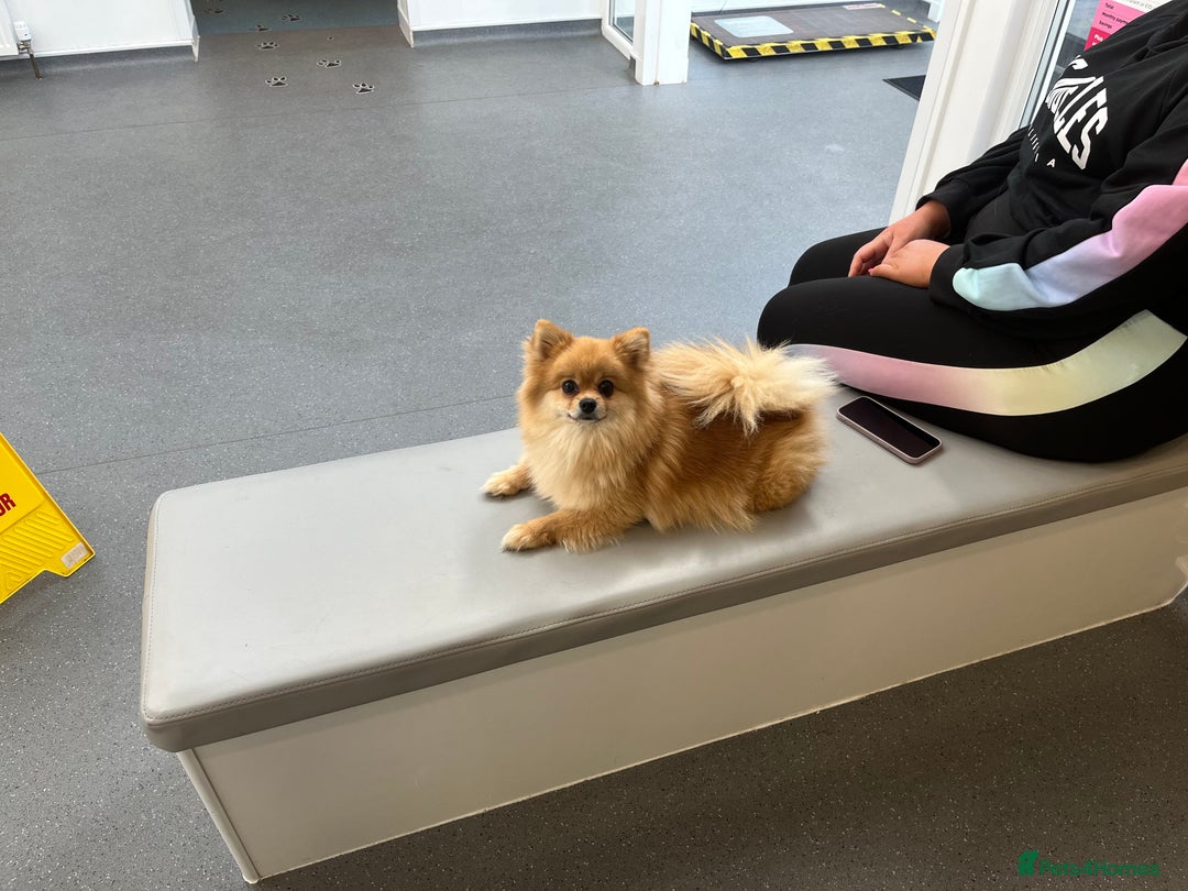 Pomeranian dogs for sale: Kc Reg Pomeranian Pups - Advert 19