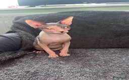 Sphynx cats for sale: Sphynx - Image 4