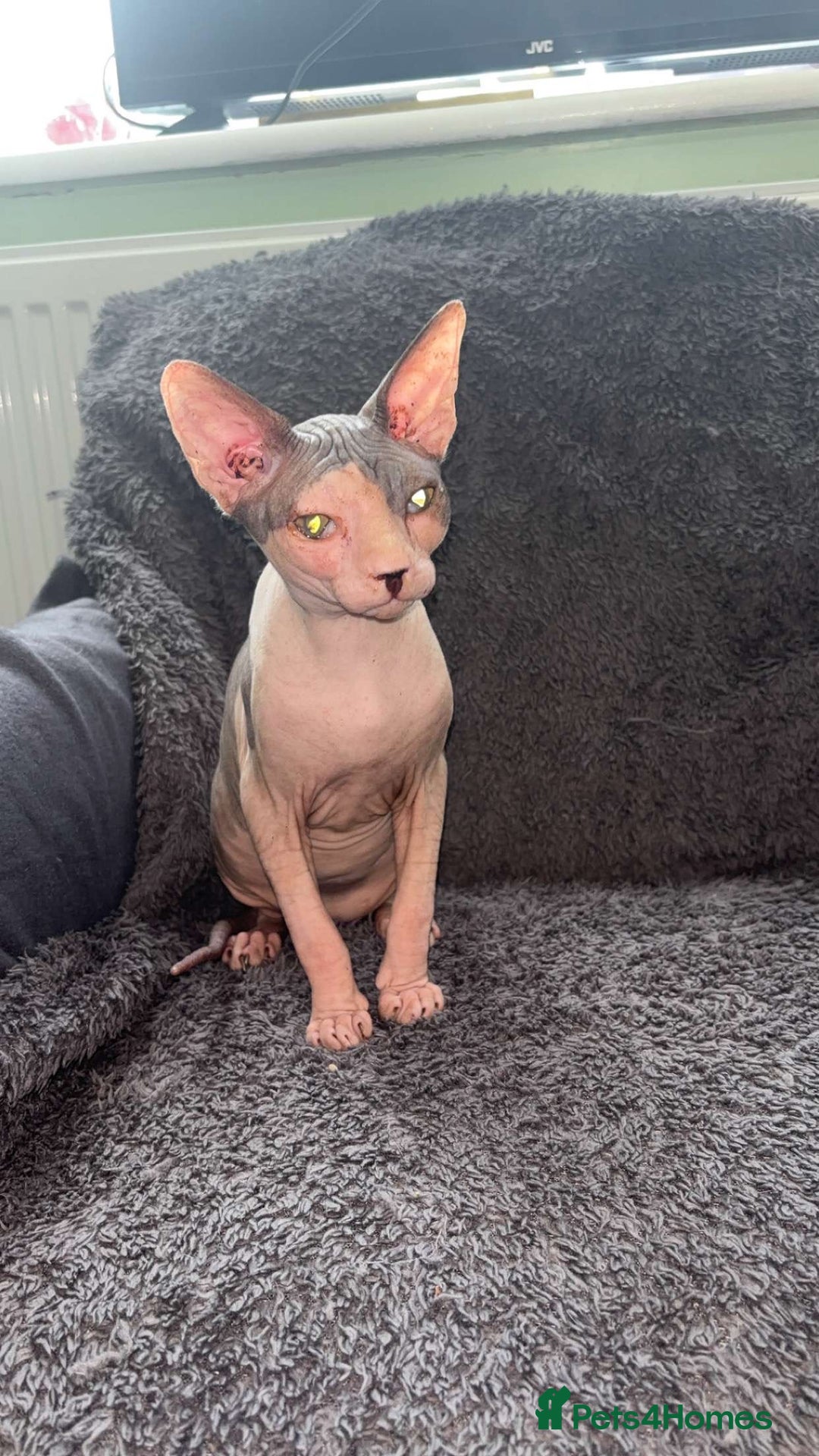 Sphynx cats for sale: Sphynx - Image 4