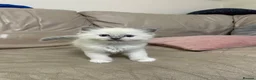 Ragdoll cats for sale: Ragdoll Kittens GCCF lilac and Blue beautiful  in Gainsborough - Advert 4