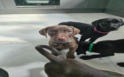 Mixed Breed dogs for sale: Dobermann X Weimaraner Cross Mix Puppies - Image 17