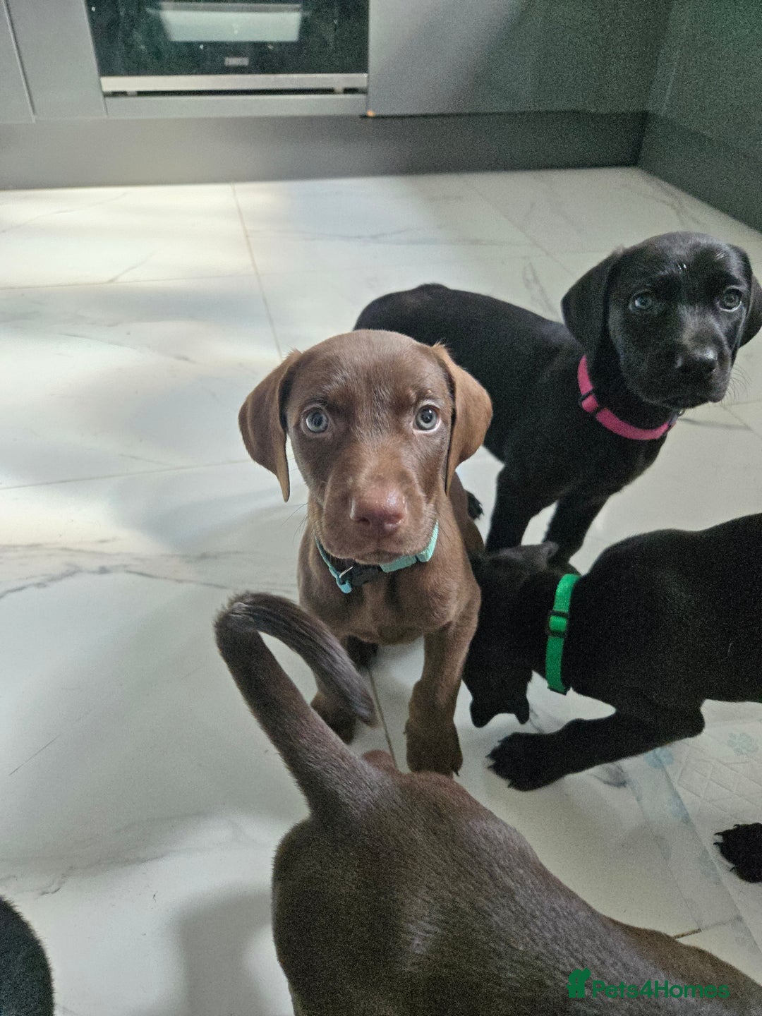 Mixed Breed dogs for sale: Dobermann X Weimaraner Cross Mix Puppies - Image 17