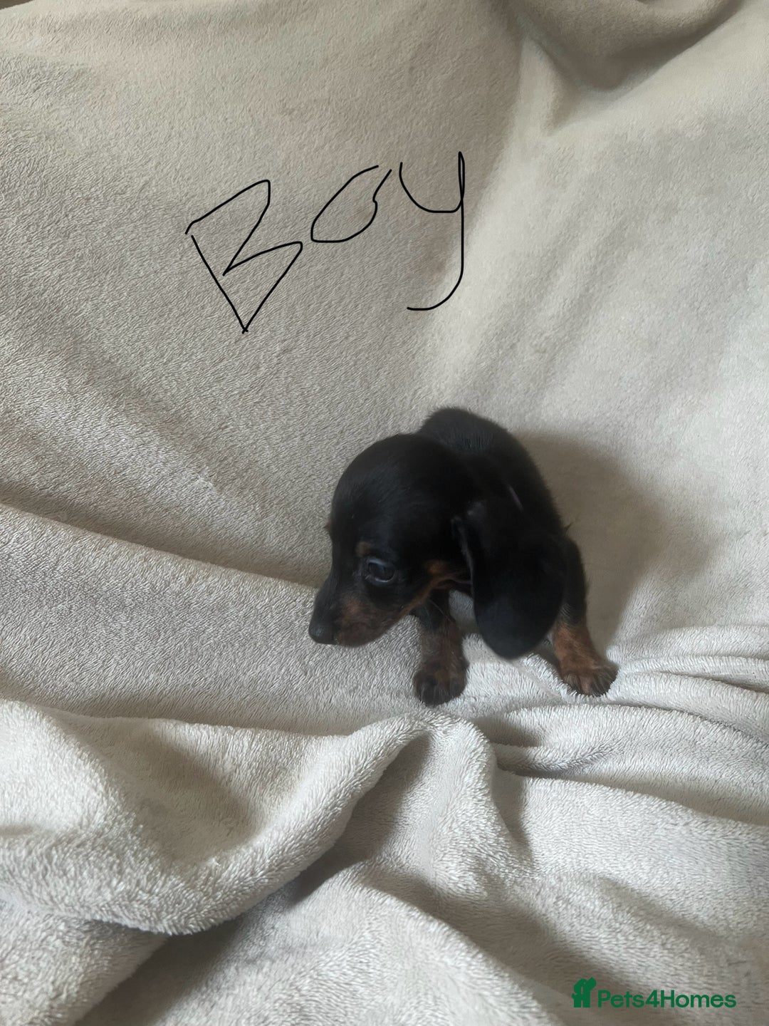Miniature Dachshund dogs for sale: Miniature dachshund puppies 8 weeks old  - Image 2