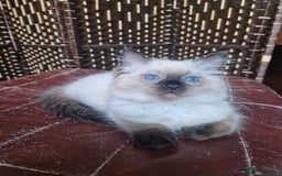 Ragdoll cats for sale: 1 Ragdoll girl left looking for a loving home  - Image 16