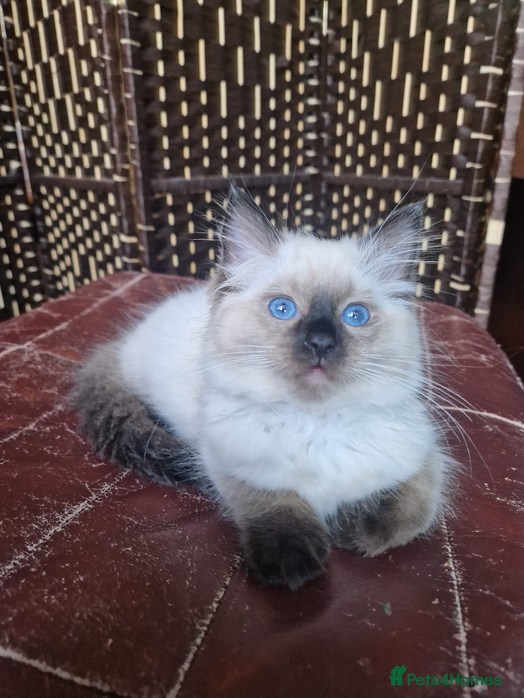 Ragdoll cats for sale: 1 Ragdoll girl left looking for a loving home  - Image 16