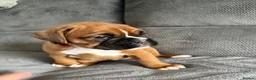 Boxer dogs for sale: Gorgeous classic boxers  in Newcastle - Advert 8