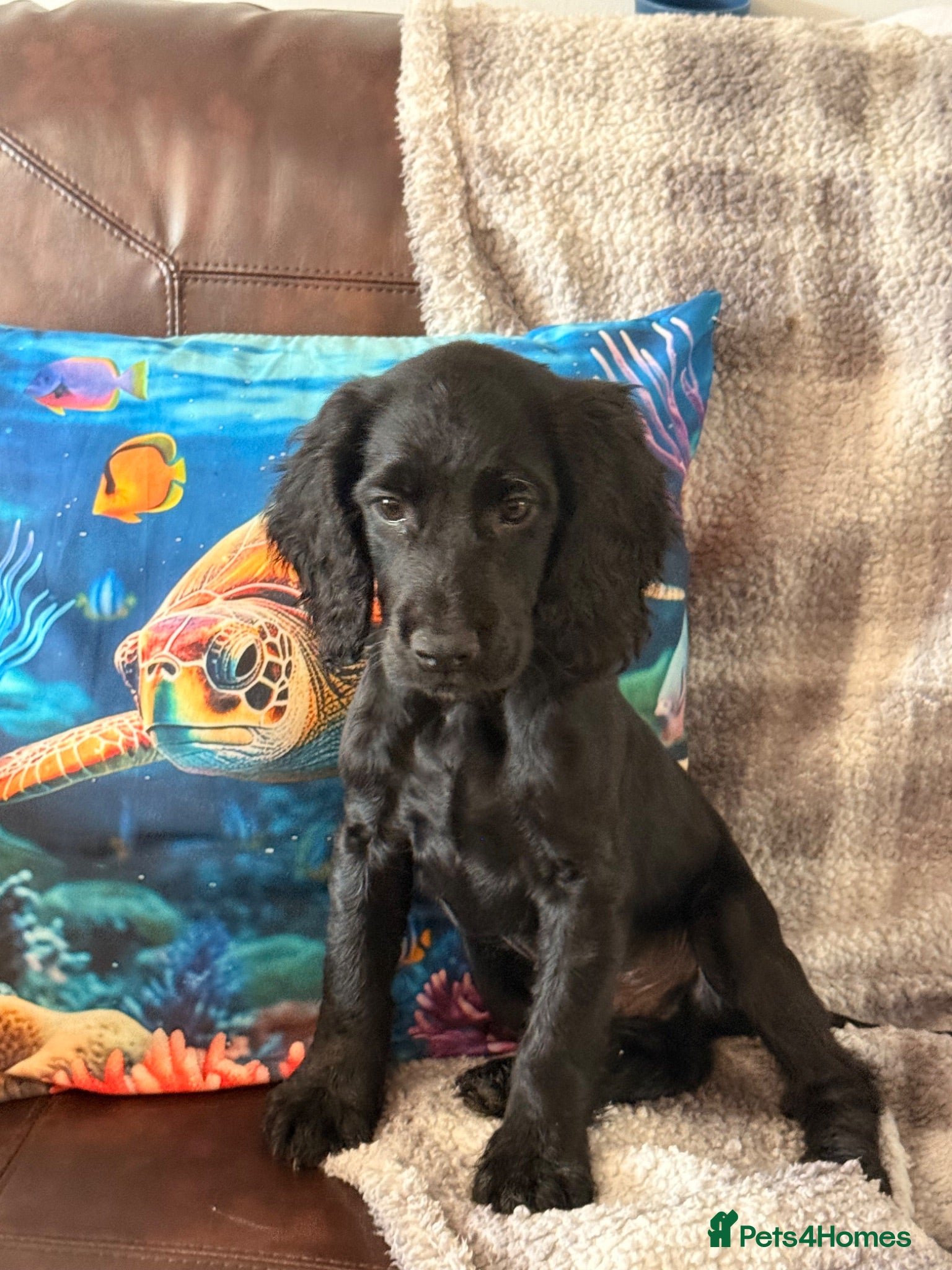 Cocker Spaniel dogs Working cocker Spaniel puppies  - Advert 6