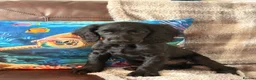 Cocker Spaniel dogs for sale: Working cocker Spaniel 1 Black Boy Left !  - Advert 2