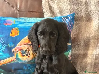 Cocker Spaniel dogs Working cocker Spaniel puppies - Advert 6
