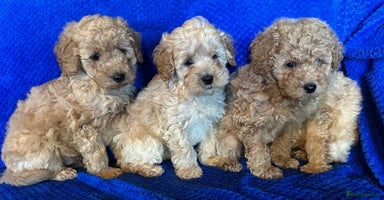 Cavapoo dogs - Advert 6