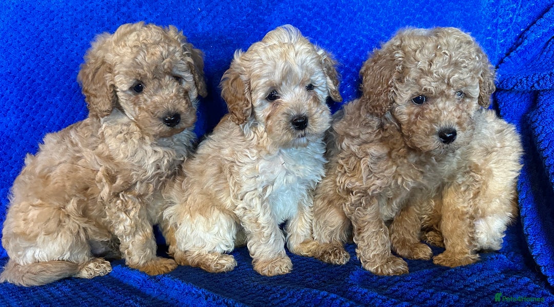 Cavapoo dogs for sale: Fully DNA Health Tested Cavapoo Puppies - Image 2