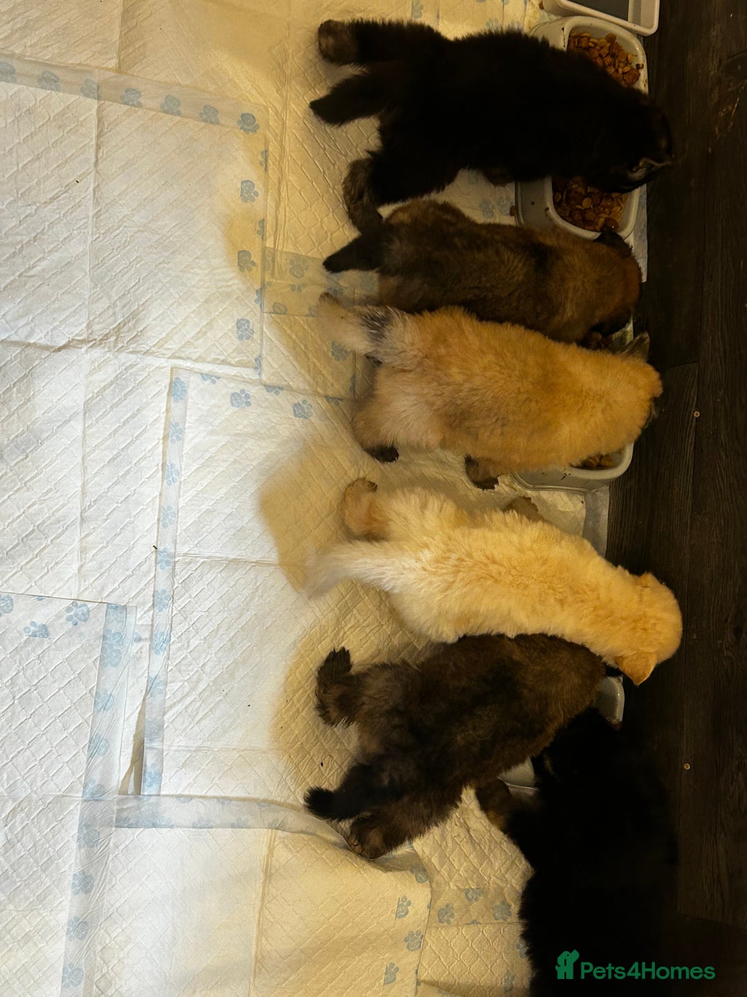 German Shepherd dogs for sale: German Shepherd puppies - Advert 8