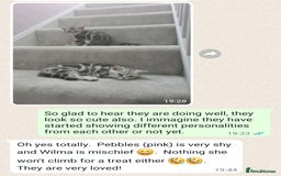 British Shorthair cats for sale: Your Furry Fantasy Awaits! - Image 23