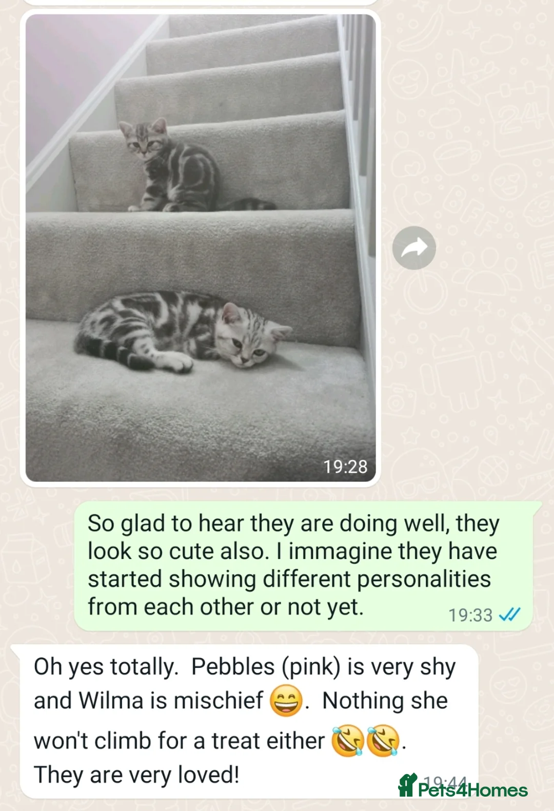 British Shorthair cats for sale: Your Furry Fantasy Awaits! - Advert 22