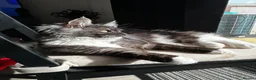 Maine Coon cats for sale: Onyx 🖤 - Advert 2