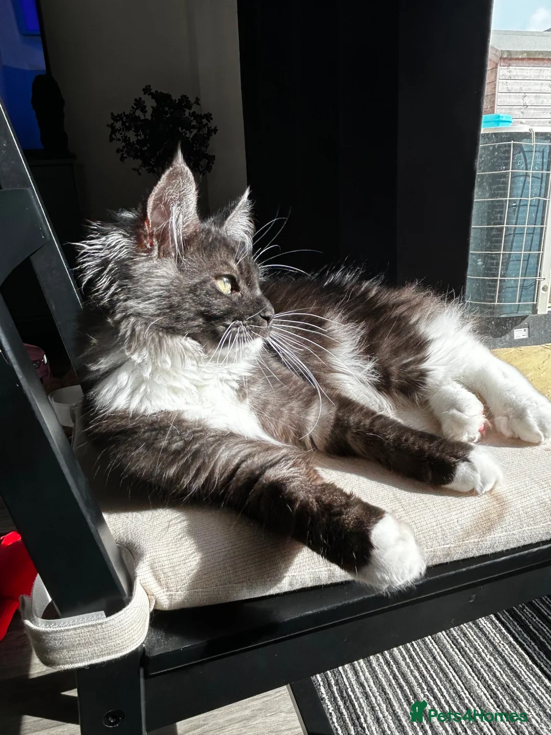 Maine Coon cats for sale: Onyx 🖤 - Advert 2