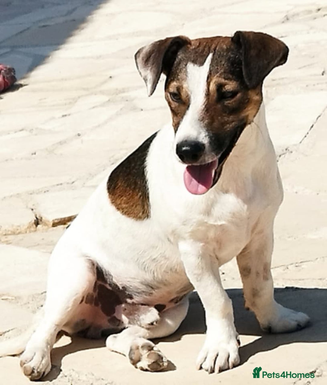 Jack Russell dogs for adoption: Vekku ,A Little Dog with a Big Heart ❤️  - Image 8