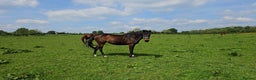 English Thoroughbred horses for sale: Bay mare 15h - Advert 7