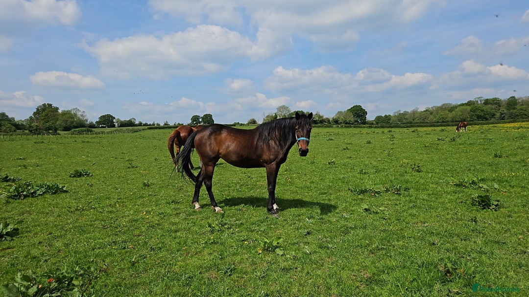 English Thoroughbred horses for sale: Bay mare 15h - Advert 7