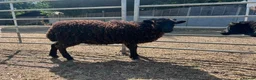 Sheep livestock for sale: Friendly Ouessant Wethers Available Now - Advert 2
