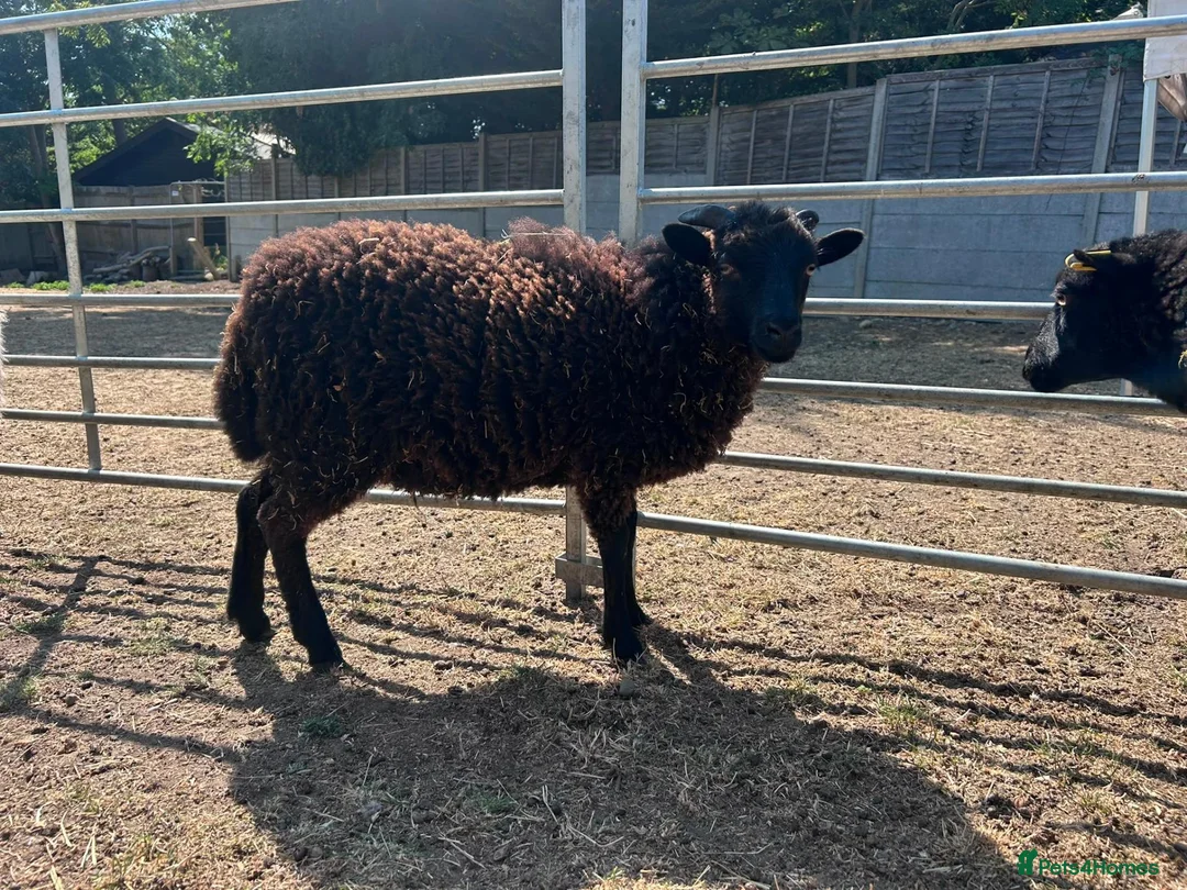 Sheep livestock for sale: Friendly Ouessant Wethers Available Now - Advert 2