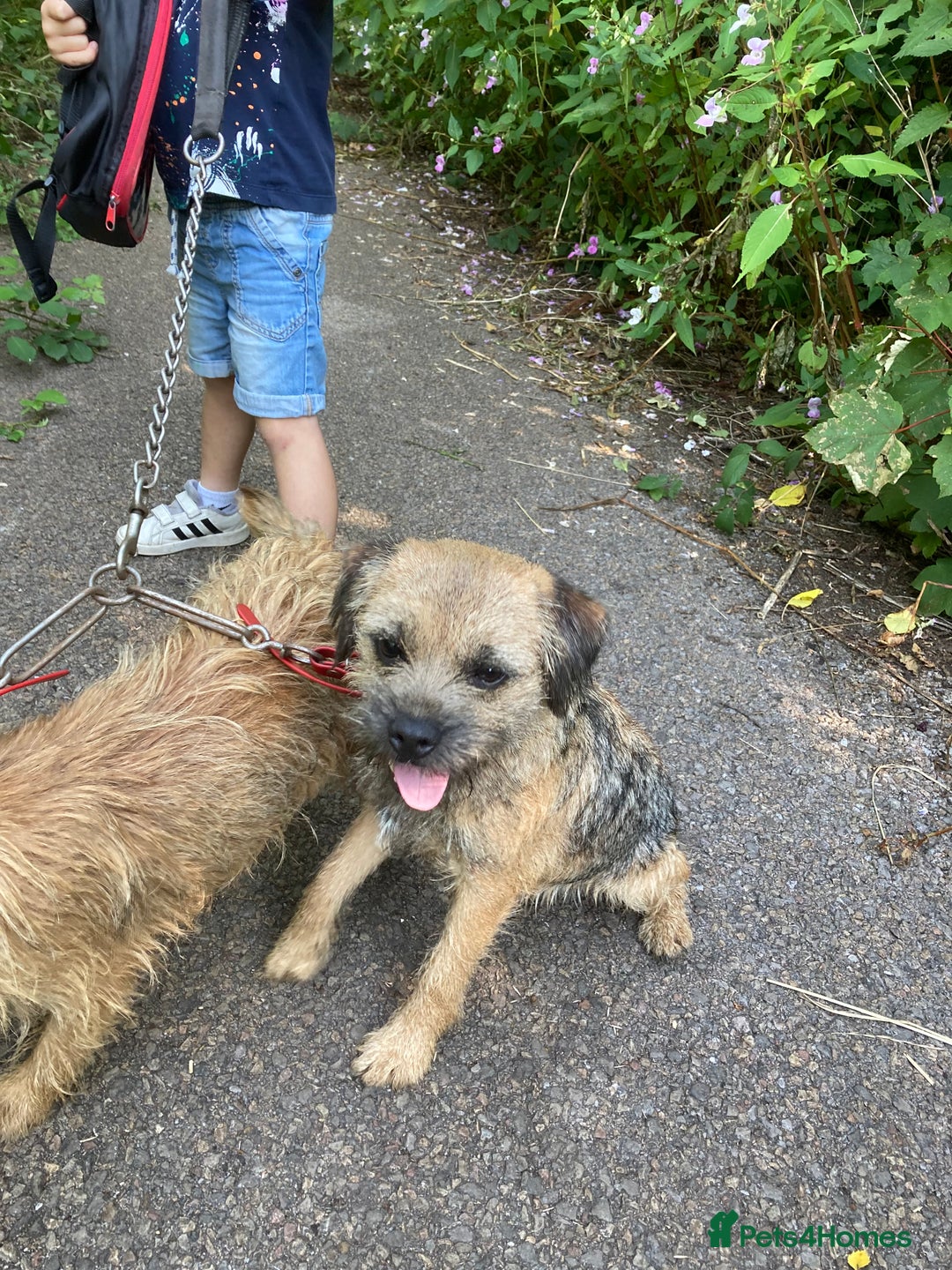 Border Terrier dogs for sale: Kc registered border terrier pups - Advert 4
