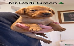 Labrador Retriever dogs for sale: Outstanding Fox Red Labrador Retriever Puppies  - Image 1