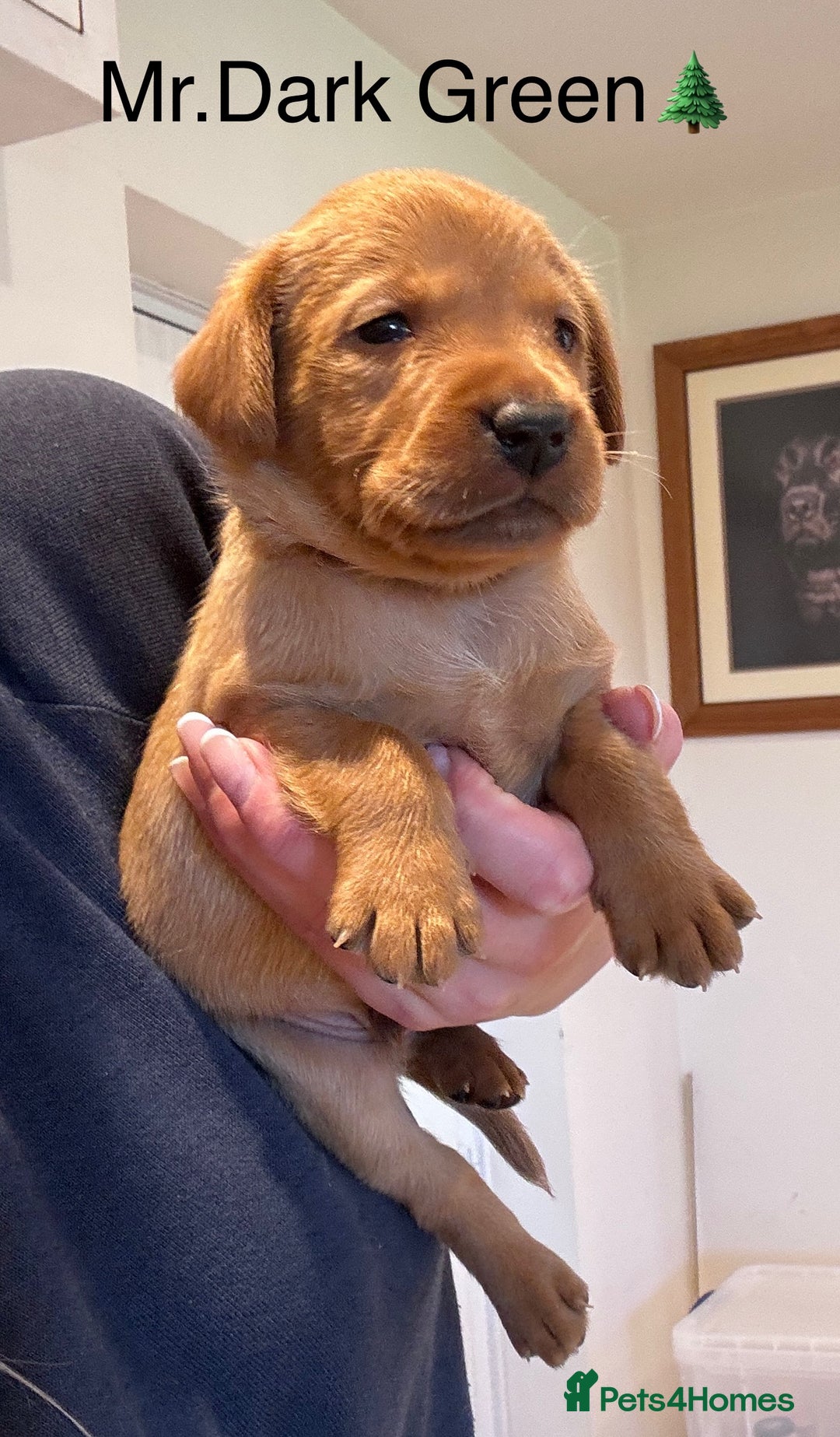 Labrador Retriever dogs for sale: Outstanding Fox Red Labrador Retriever Puppies  - Image 1
