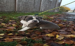 Mixed Breed dogs for sale: english bulldog x old tyme bulldog  - Image 2