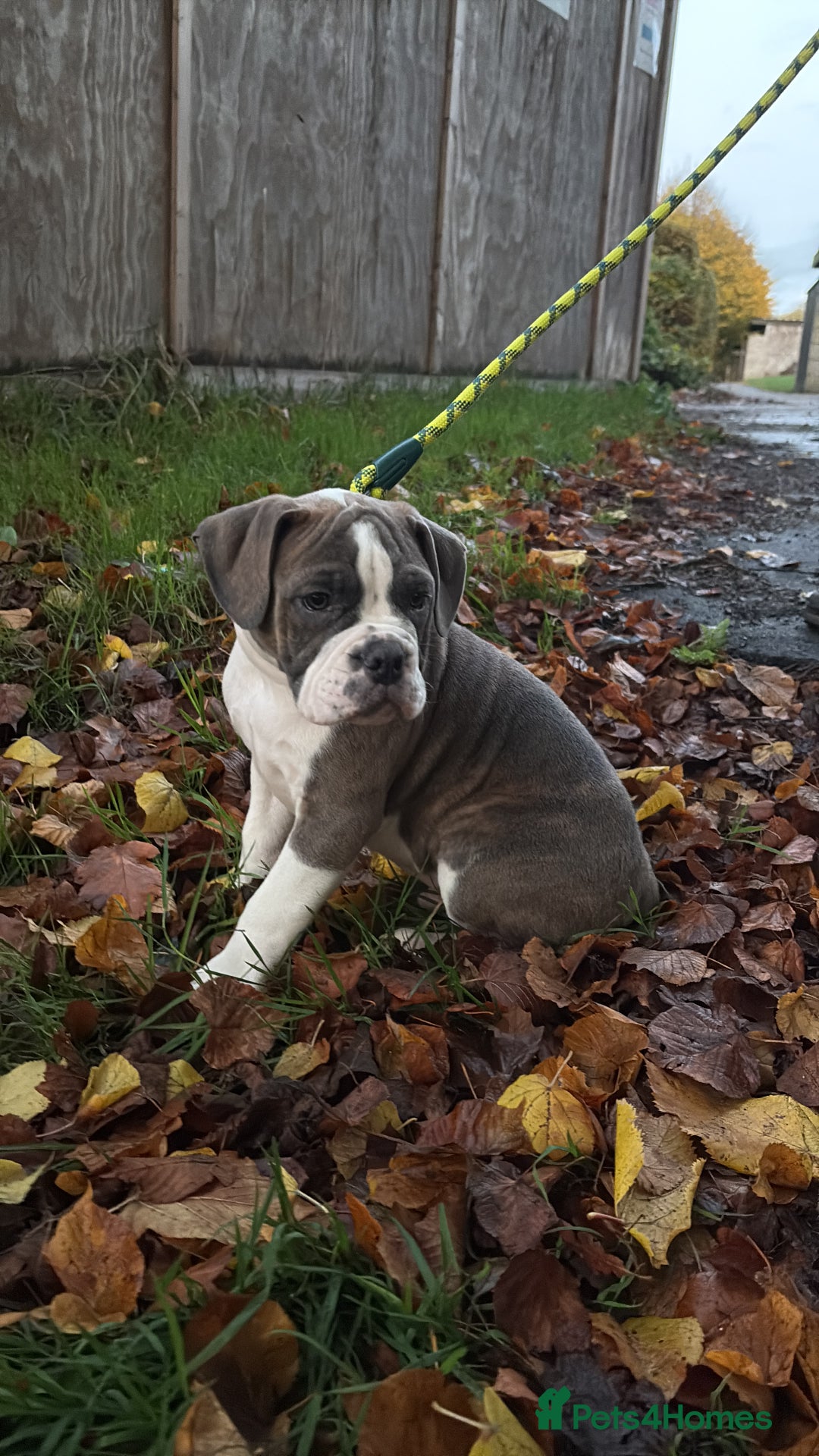 Mixed Breed dogs for sale: english bulldog x old tyme bulldog  - Image 2