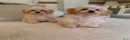 Maltipoo dogs for sale: * Sweet Korean Maltipoo Girl * - Advert 17